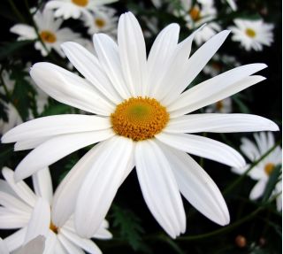 Margerytka niska