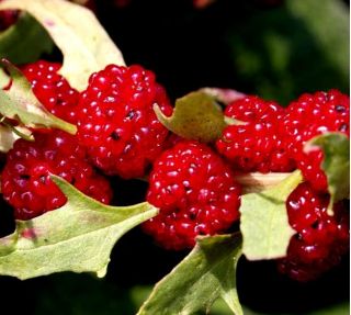 Komosa rózgowa - Strawberry Sticks