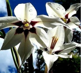 Acidanthera  Murielae - 20 szt.