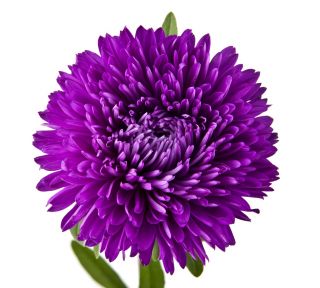 Aster peoniowy - fioletowy