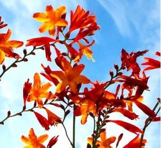 Krokosmia - mix kolorów - 10 szt. - GIGA paczka! - 500 szt.