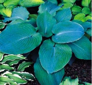 Funkia - Hosta Blue Angel