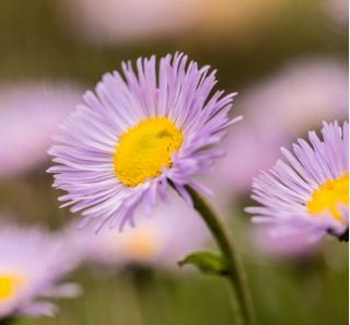 Aster tongolski