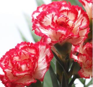 Goździk ogrodowy malinowy - Raspberry ripple