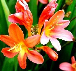 Krokosmia - mix kolorów - 10 szt. - GIGA paczka! - 500 szt.