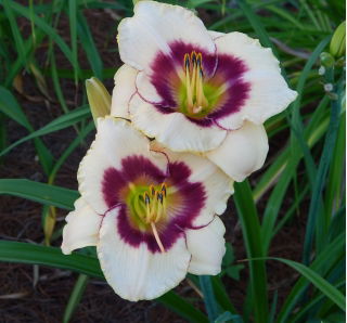 Liliowiec Blueberry Candy - GIGA paczka! - 50 szt.