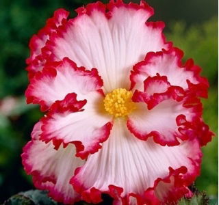 Begonia - Marginata White - biało-czerwona - GIGA paczka! - 100 szt.