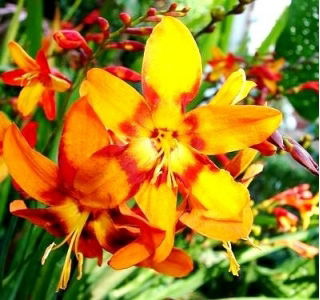 Krokosmia - mix kolorów - 10 szt. - GIGA paczka! - 500 szt.