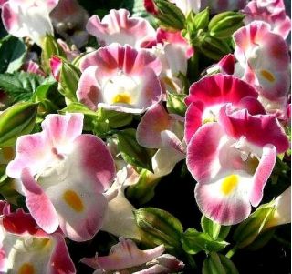 Torenia