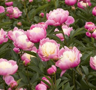 Piwonia, Paeonia - Bowl of Beauty - sadzonka