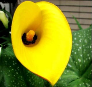 Calla Cream - GIGA paczka! - 50 szt.