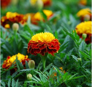 Aksamitka Orange Flame - rozpierzchła, anemonowa