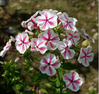 Floks (Phlox) - Płomyk wiechowaty - Twister - 1 szt.