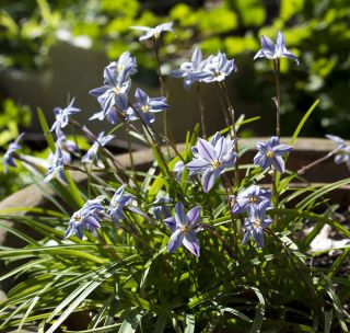 Ipheion - Ifejon - Uniflorum - 10 szt.