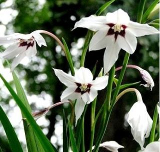 Acidanthera  Murielae - 20 szt.