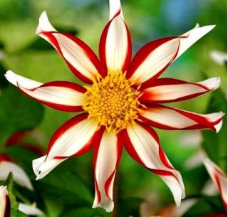 Dalia - Windmill - GIGA paczka! - 50 szt.