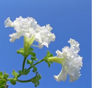 Petunia o kwiatach strzępiastych - biała