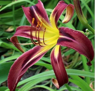 Liliowiec Black Arrowhead - GIGA paczka! - 50 szt.