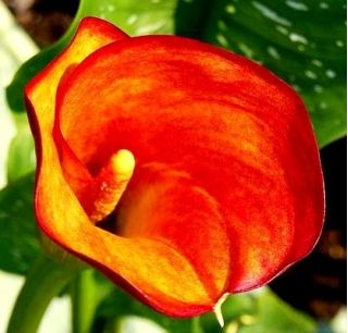 Calla pomarańczowa - Orange