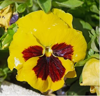 Bratek wielkokwiatowy - żółto-czerwony Yellow Red Eye