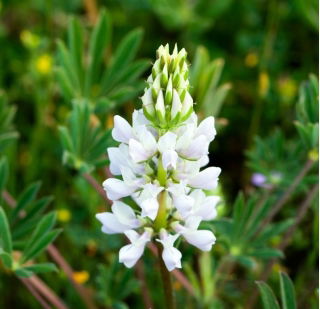 Łubin wąskolistny słodki Tango - 5 kg