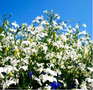 Lobelia White Lady - biała