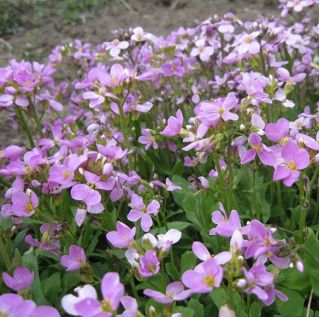 Gęsiówka alpejska wielkokwiatowa różowa
