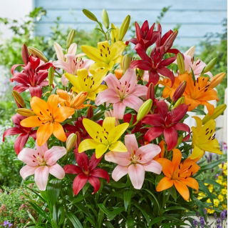 Lilia mix - 30 szt
