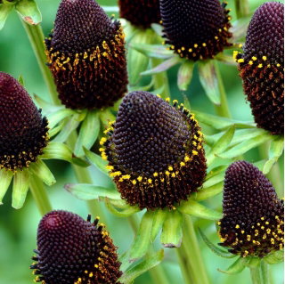 Rudbekia - Green Wizard - GIGA paczka! - 50 szt.