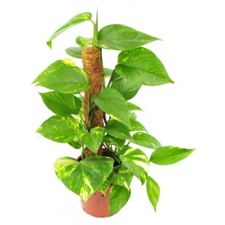 Epipremnum złote (Scindapsus aurea, Rhaphidiophora) na pniu
