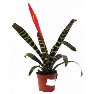 Frizea lśniąca - Vriesea splendens