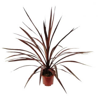 Kordylina - Cordyline