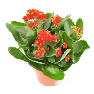 Kalanchoe - Kalanchoe