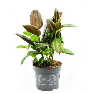 Fikus (Figowiec) sprężysty - Ficus elastica melany (średni)