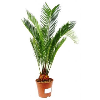 Sagowiec wygięty, Palma paprociowa - Cycas revoluta 1