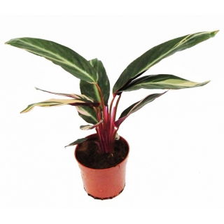 Stromanthe