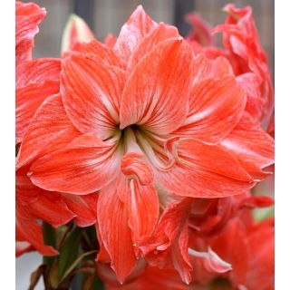 Hipeastrum - Amarylis - Lady Jane
