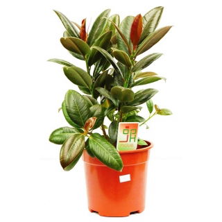 Fikus (Figowiec) sprężysty - Ficus elastica melany