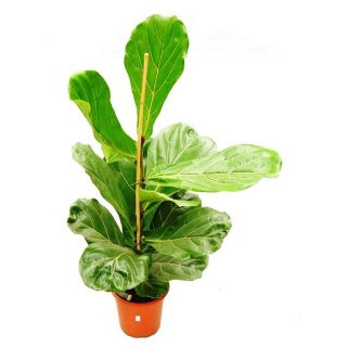 Fikus (Figowiec) lirolistny &#8211; Ficus lyrata