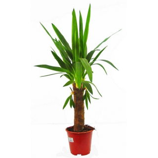 Juka - Yucca (średnia)