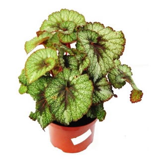 Begonia królewska, Ukośnica - Begonia rex
