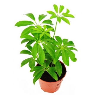 Szeflera - Schefflera 1