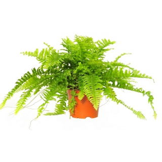 Nefrolepis (paproć) &#8211; Nephrolepis