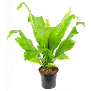 Zanokcica gniazdowa - Asplenium nidus 2