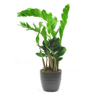Zamia - Zamiokulkas zamiolistny - Zamioculcas zamifolia