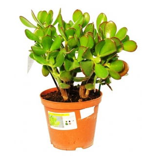 Grubosz, Drzewko Szczęścia - Crassula