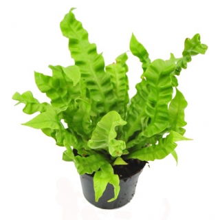 Zanokcica - Asplenium antiquum