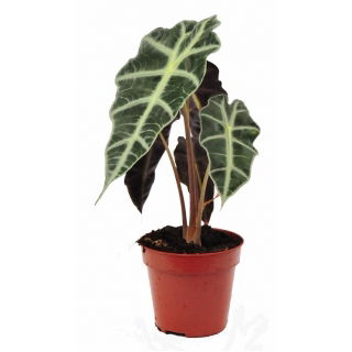 Alokazja - Alocasia