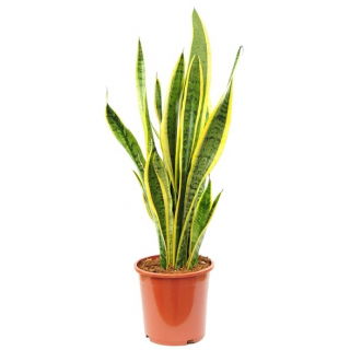 Sansewieria, Wężownica - Sansevieria laurentii (Język teściowej)