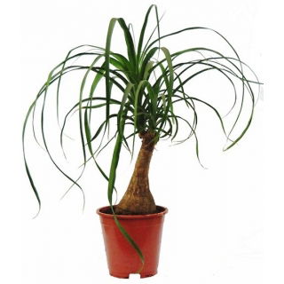 Bokarnea odgięta (nolina) - Beaucarnea recurvata